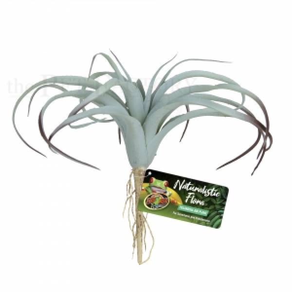 Tillandsia Air Plant